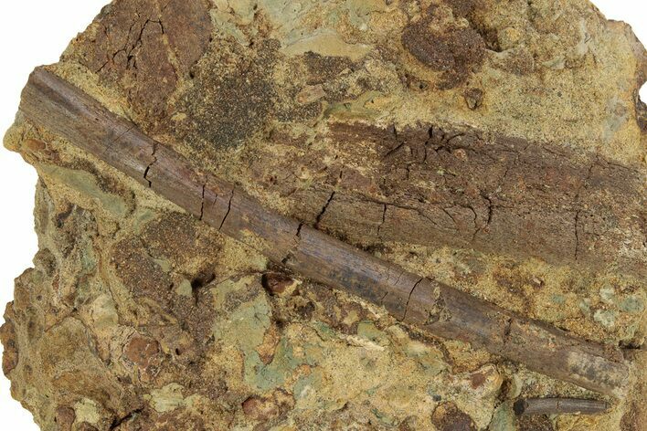 Ossified Dinosaur Tendon In Sandstone - Wyoming #227490